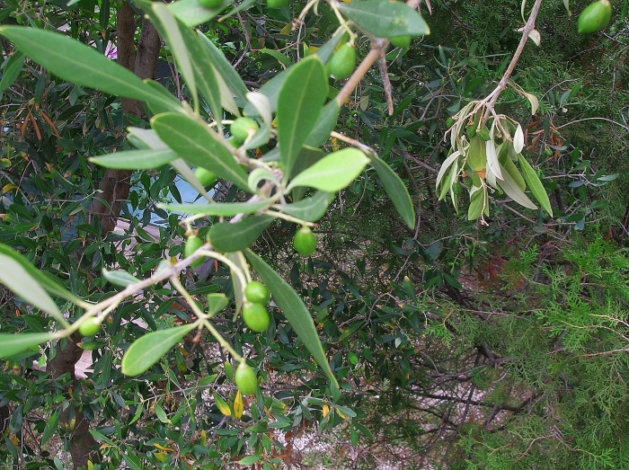 Ett av olivträden i lunden